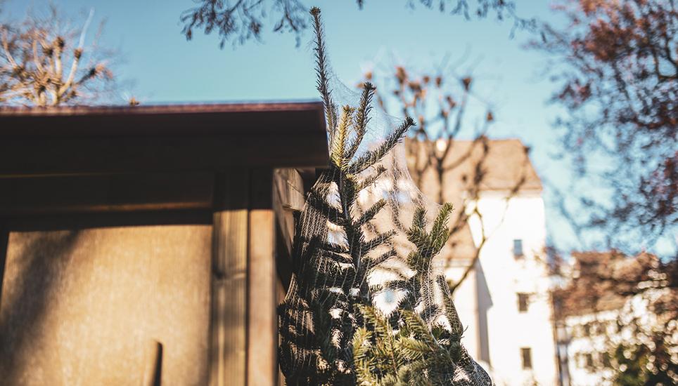 12 bis 15 Jahre braucht ein Christbaum, um bis auf Zimmerhöhe heranzuwachsen. Melanie Duchene