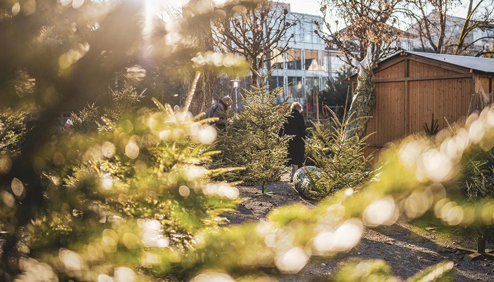Ein sonniger Nachmittag im Winter, die beste Gelegenheit sich warm angezogen nach “dem einen Christbaum” zu sehen. Melanie Duchene