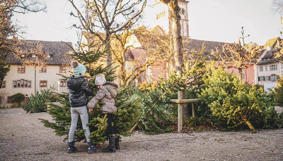 Die Freude am ausgesuchten Baum ist gross. Bild: Melanie Duchene