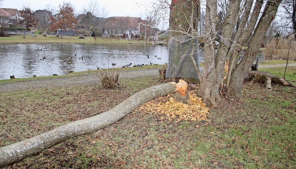 Der Biber hat beim Öliweiher bereits erste Bäume gefällt; andere Bäume sind vorerst mit einem Drahtgeflecht gesichert worden. Bild: Roland Müller