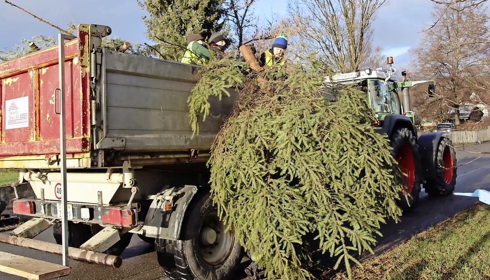 In Marthalen hat diese Art des Christbaum-Einsammelns Tradition. Bild: Roland Müller