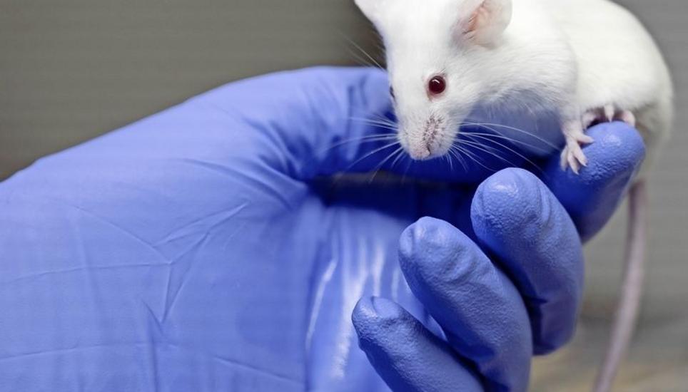 Das mit Abstand am meisten verwendete Tier in Schweizer Tierversuchen ist nach wie vor die Maus. Bild: Key