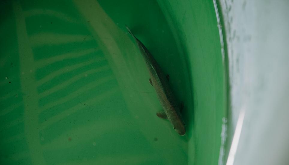 Viele Fische im Rhein sind aufgrund der Hitze gefährdet. Bild: Roberta Fele