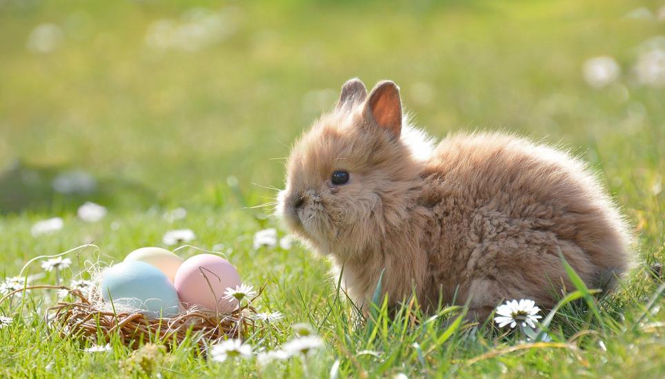 Frohe und ereignisreiche Ostern! Bild: Pixabay