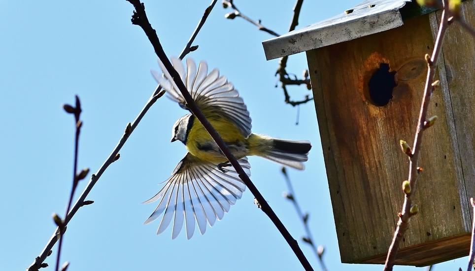 Die Veränderungen und Erneuerungen in der Landwirtschaft haben zum Aussterben vieler Vogelarten geführt. Bild: Pixabay