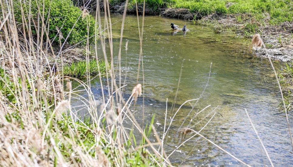 Der neue Gewässerraum definiert sich je nach Lage und Ausdehnung der Gewässer. Im Bild die Biber. Bild: Roberta Fele