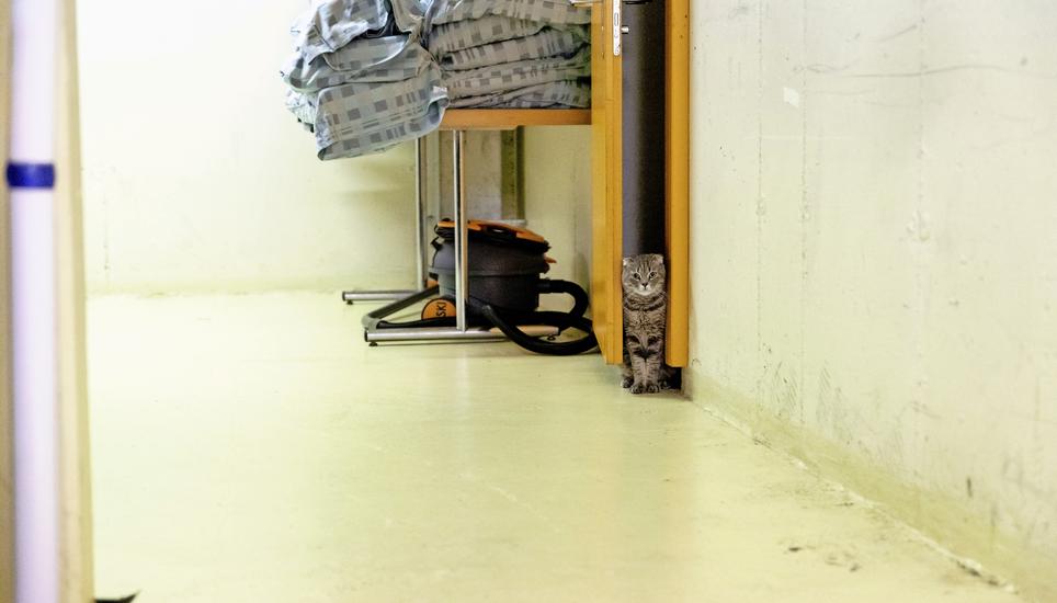 Für ein paar Tage im Bunker zu Hause: Auch diese Katze hat den weiten Weg aus der Ukraine in die unterirdische Zivilschutzanlage auf der Breite hinter sich.