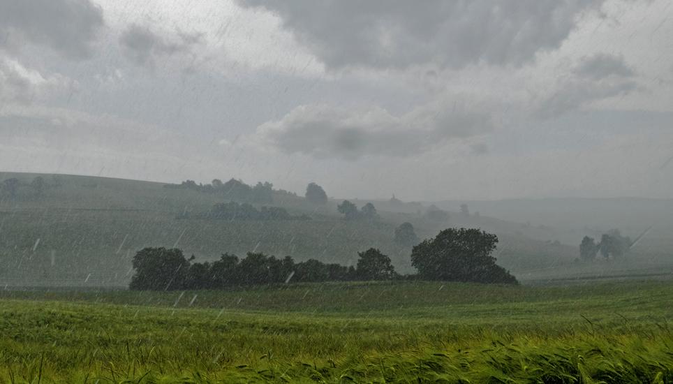 Regen prasselt in ein Gerstenfeld in der Hohfuri bei Oberhallau. Bild: Theo Kübler