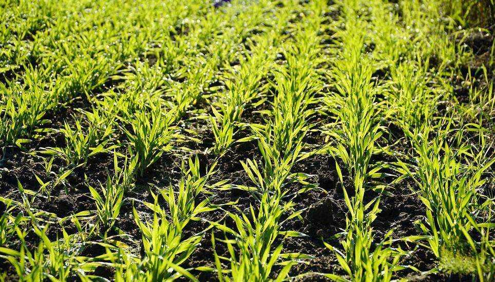 Die in der Schweiz angebaute Wintergerste dient fast komplett der Nutztierfütterung. Bild: Pixabay