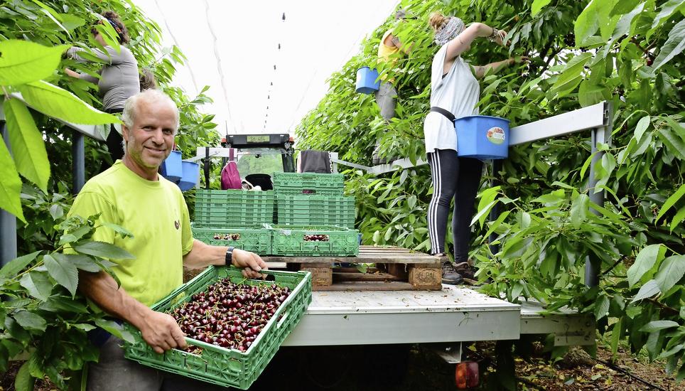 René Hiltbrunner in seiner Kirschenplantage in Bibern. Gerne würde er mehr Flüchtlinge als Erntehelfer einstellen, doch das lohnt sich für sie kaum. Bild: Thomas Martens