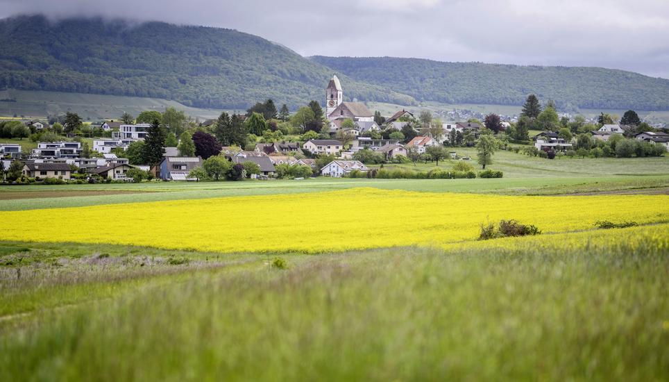 Das Klettgauer Landschaftsbild (hier ein Rapsfeld vor Löhningen) wird sich laut Studien in den nächsten Jahren verändern. Bild: Melanie Duchene