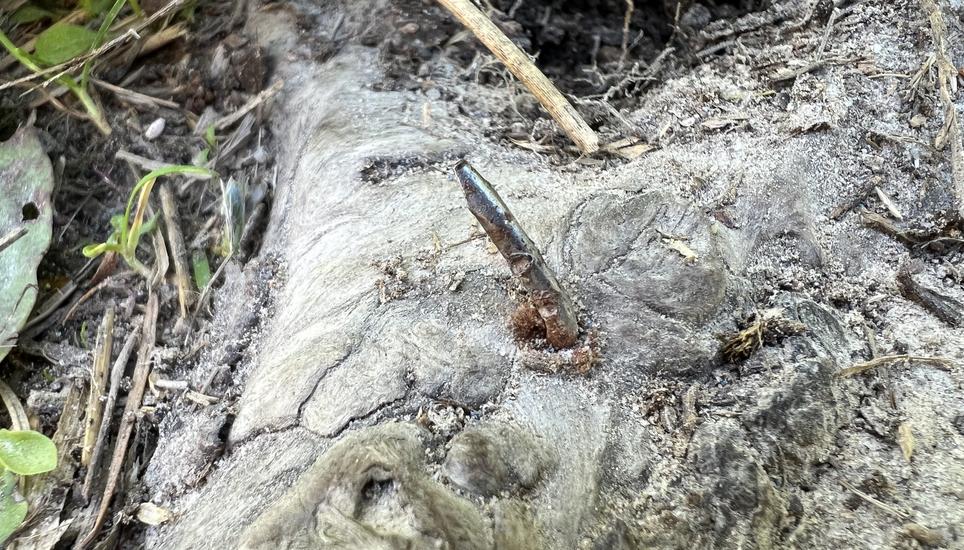 Einer der entdeckten Nägel. Bild: zVg