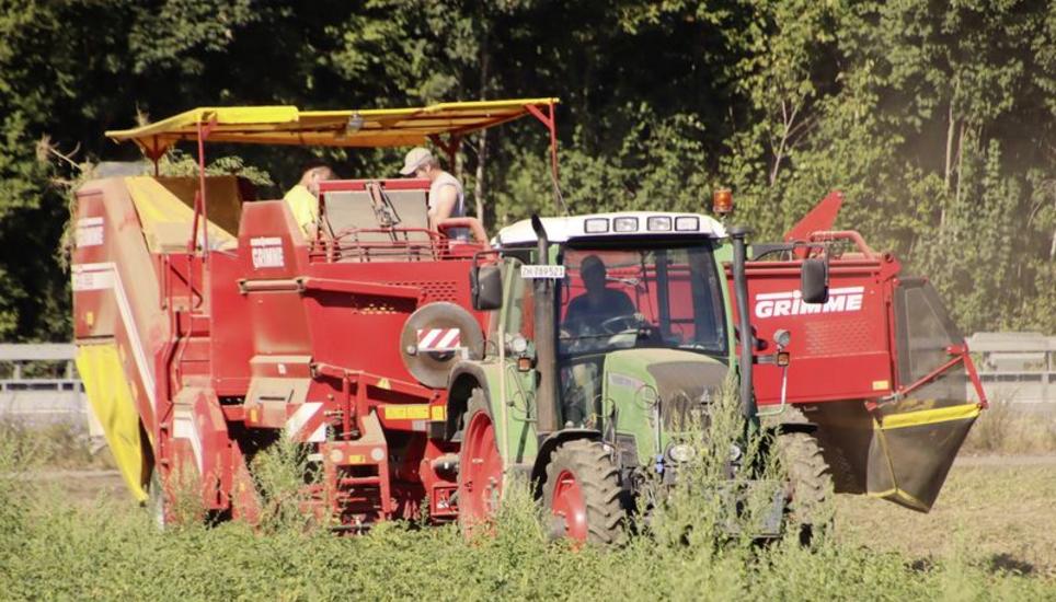 In Benken wurden die ersten Verarbeitungskartoffeln der Sorte Agria geerntet. Sie landen später beispielsweise als Pommes frites auf dem Teller. Bild: Roland Müller