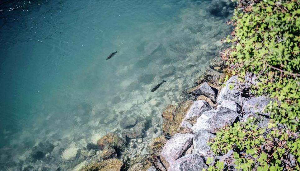 Bei der Hitze steigt die Wassertemperatur des Rheins an. Die Fische leiden in der Folge an Kreislaufversagen und werden mit zu wenig Sauerstoff versorgt. Bild: Melanie Duchene