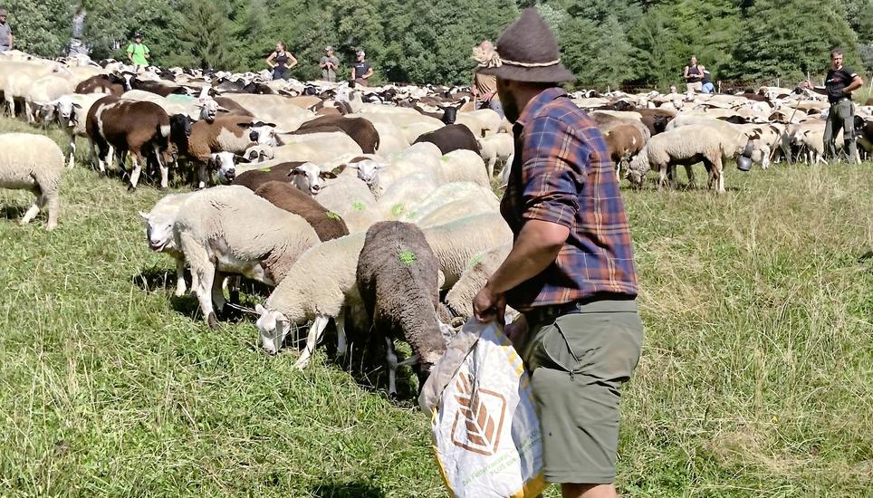 Haben die Börteralp im Schlappintal vorzeitig verlassen, weil der Wolf zu oft zuschlug: über 1200 Schafe in Klosters am vergangenen Montag. Bild: Andrea Tedeschi