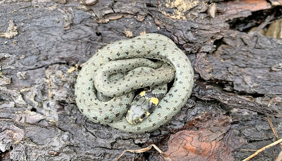 Diese Ringelnatter tauchte bei Mettlers im Kellertreppenhaus auf. Sie lebt nun ebenfalls im Naturgarten. Bild: Raphael Mettler