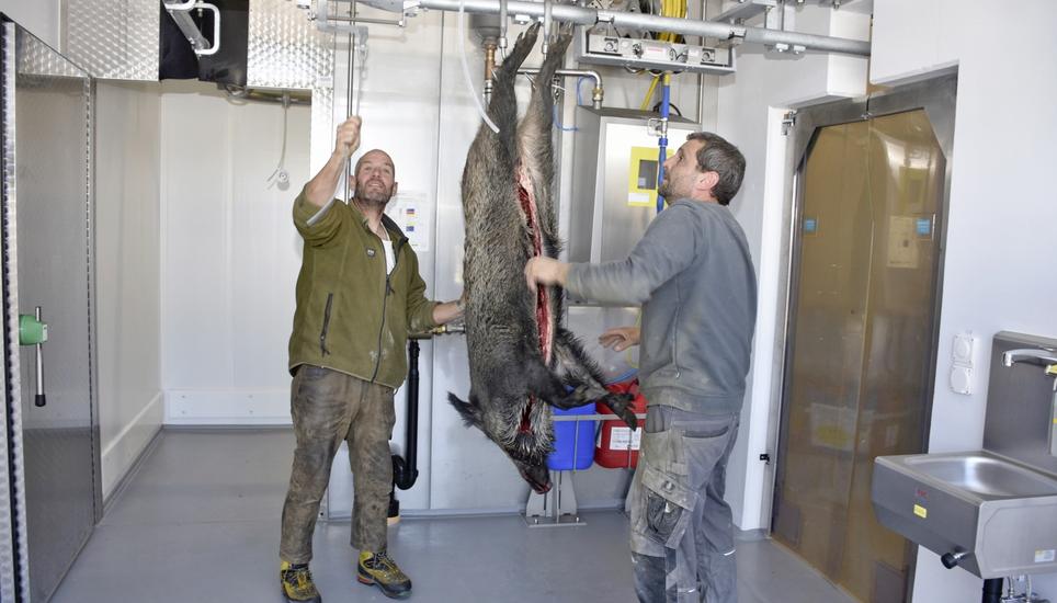 Michi Werner (links) und Luca Marchiat mit der ersten Wildsau im neuen Hallauer Schlachthaus. Bild: Thomas Güntert