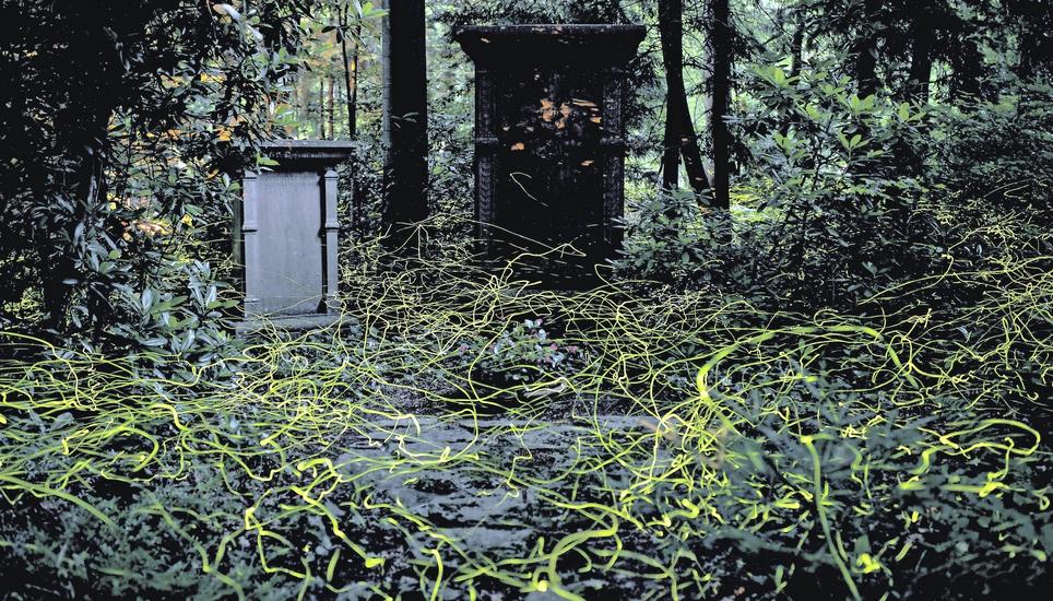 Die Leuchtkäfer-Population auf dem Schaffhauser Waldfriedhof ist über die Region hinaus bekannt. Bild: zVg / Sylvia Michel