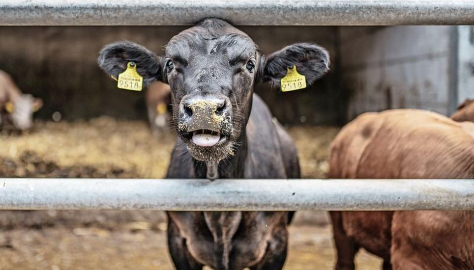 Was für eine Klimabilanz hat eigentlich Rindfleisch? Symbolbild: SN-Archiv