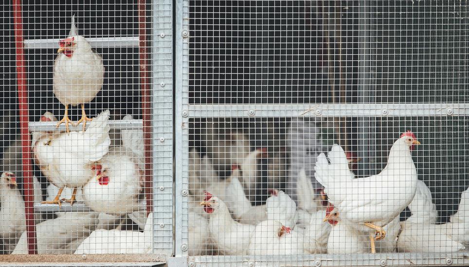 Geflügel wird zum Schutz vor der Vogelgrippe gut abgeschirmt. Bild: SN-Archiv/ Roberta Fele