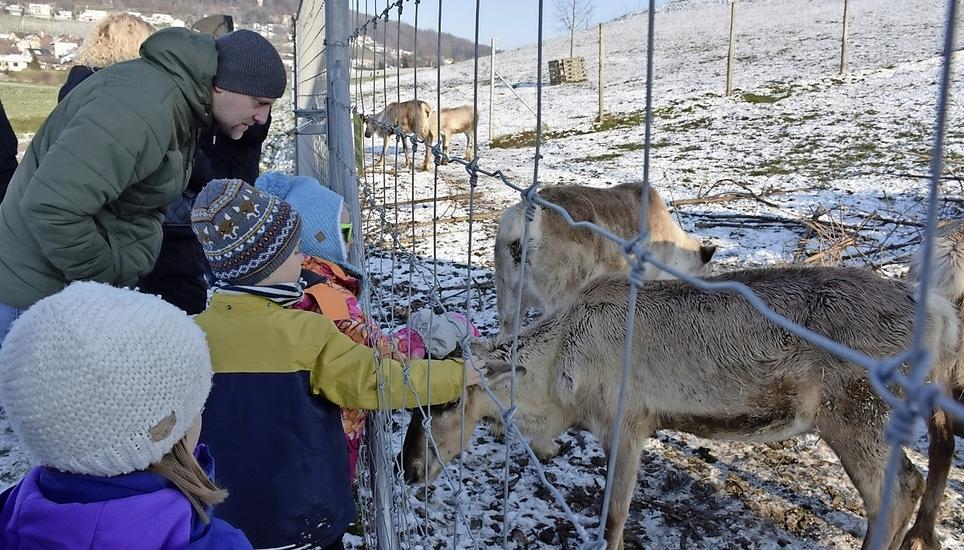 Familien mit Kindern verbanden den Weihnachtsmarktbummel auf dem Mühlebachhof mit einem Spaziergang auf dem Rentier-Adventsweg. Bild: Thomas Güntert