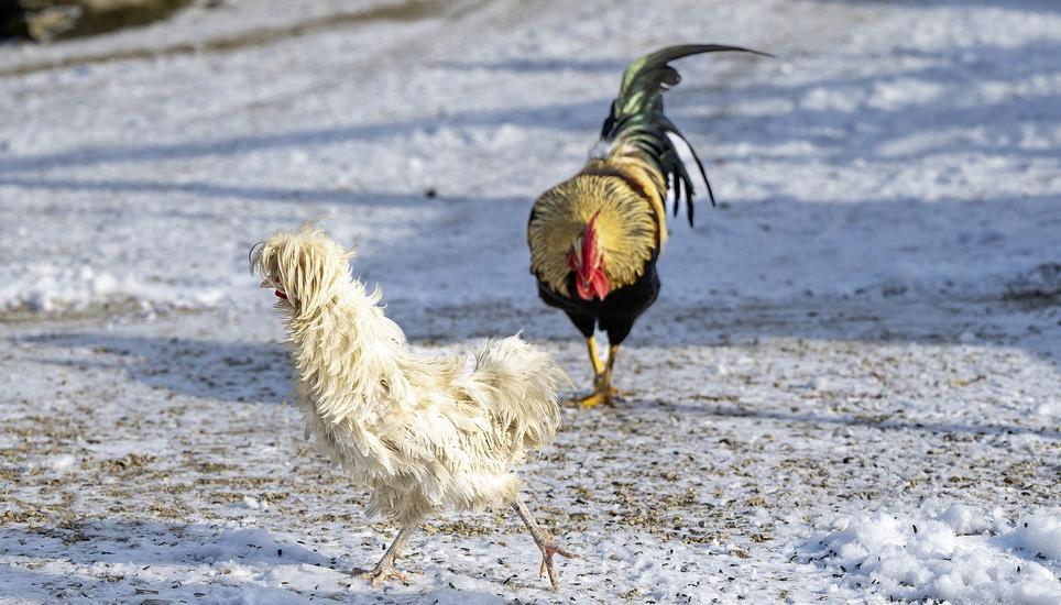 Ein erster Annäherungsversuch ist gescheitert: Trotz lauten Rufen der Erna ziert sich der Hahn Johann noch und pickt lieber lässig seine Körner.