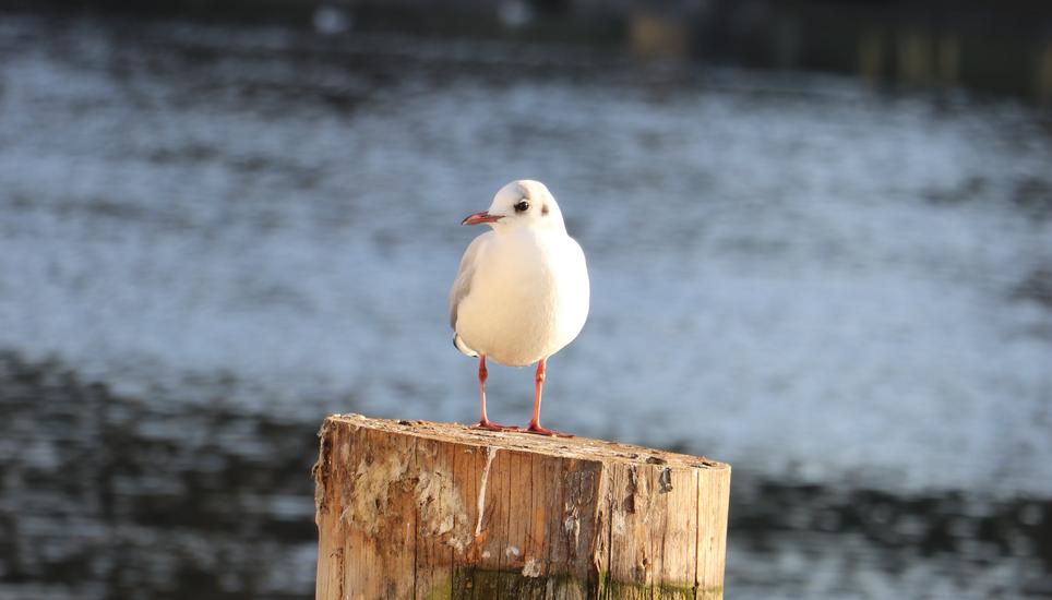 Eine Möwe geniesst die sonnigen Stunden auf einem Anlegepfosten im Rhein. Bilder: Bianca Kyburz