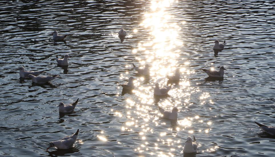 Die Sonnenstrahlen spiegeln sich im Wasser wieder.