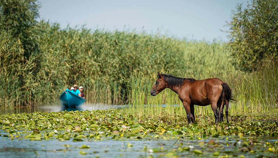 Auf den Natur-Flussreisen entdecken Sie Oasen für Pflanzen. Begleitet von Expertinnen und Könnern, die Wissen, Können und Begeisterung mit Ihnen teilen.