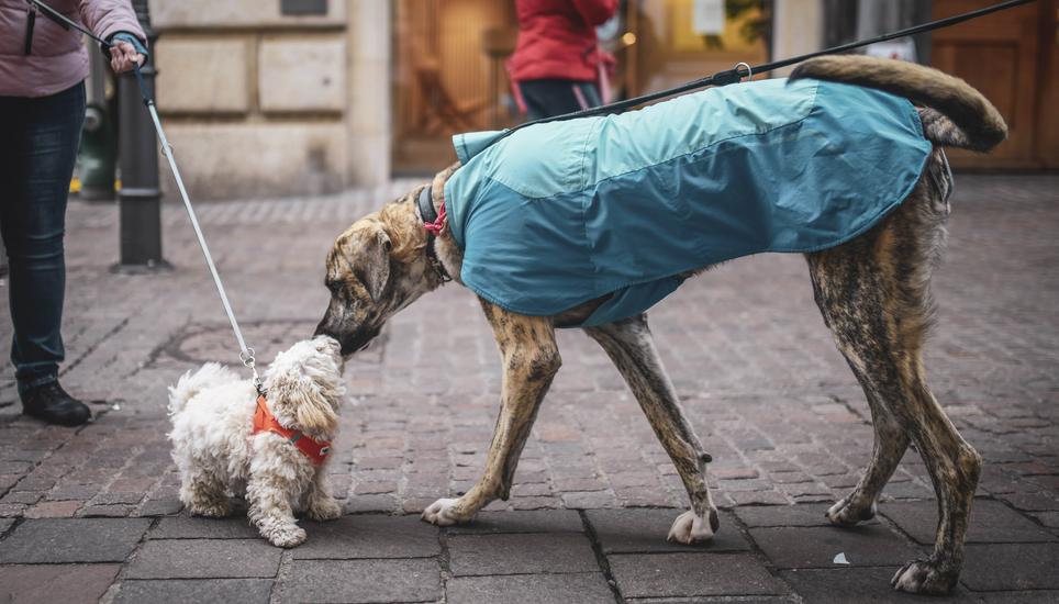 In einem Vorstoss schreibt SP-Grossstadträtin Monika Lacher , dass der Zweck der Hundesteuer einst war, die Kosten, die der Stadt durch die Hundehaltung entstehen, teilweise zu decken. Bild: Melanie Duchene