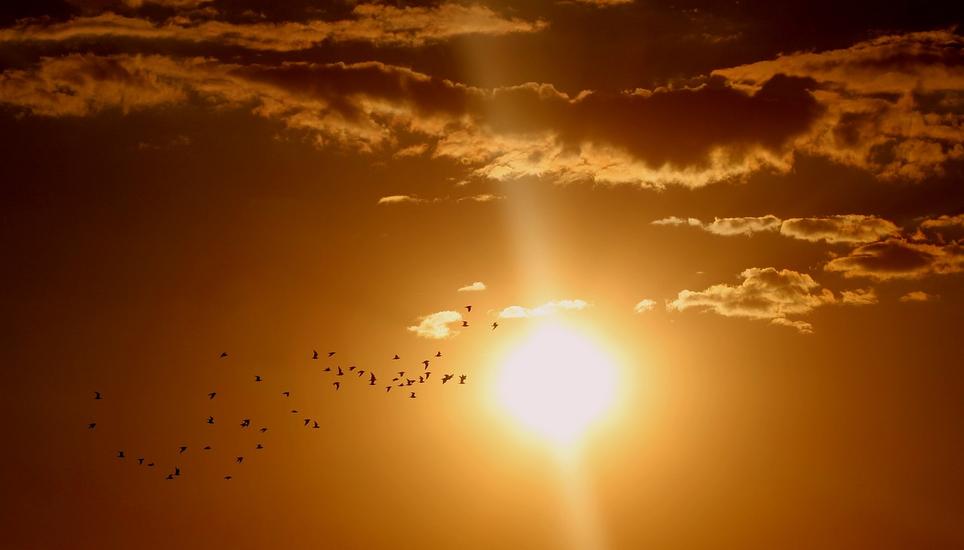 Viele Vögel machen sich derzeit auf in wärmere Gefilde. Symbolbild: Pixabay