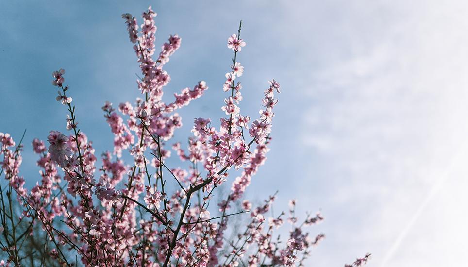 Der Fruehling kommt, alles faengt an zu bluehen, Kirschbluetenbaum im Kraeutergarten des Museum zum Allerheiligen, am Dienstag, 19. Maerz 2024 (Melanie Duchene / Schaffhauser Nachrichten)