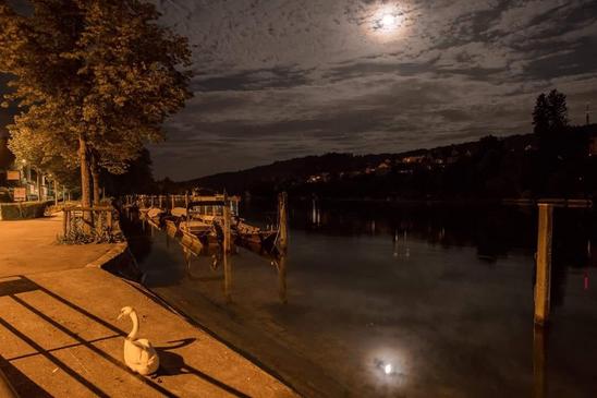 Dieses Foto von Bruno Sternegg entstand auf der Suche nach dem Jungschwan in der Nacht auf Mittwoch.