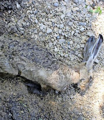 Jäger Eduard Waldvogel hat erste verdurstete Feldhasen gefunden. Bild: zvg