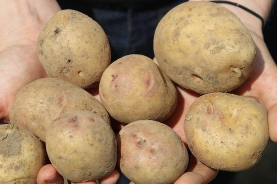 Kartoffeln aus der Ernte von Roland Weber.
