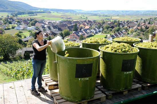 Schaffhauser setzten natürlich auf den Wein aus heimischer Produktion. Bild: Selwyn Hoffmann