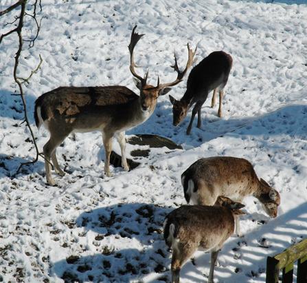 Auch bei Schnee fühlen sich die Damhirsche in der freien Natur am wohlsten. Bild: Selwyn Hoffmann