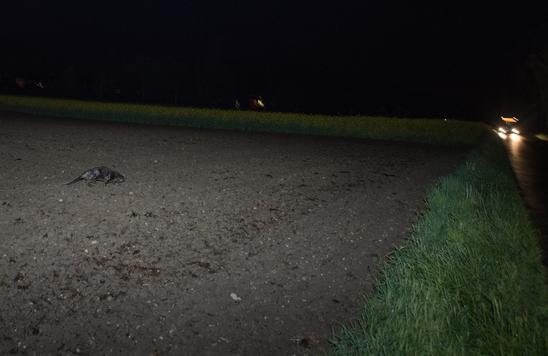 Der Biber ist auf Nahrungssuche. Bild: zvg / Bruno Sternegg